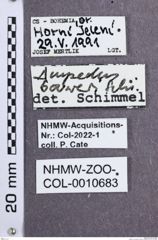 Etikette zu Ampedus bouweri  (NHMW-ZOO-COL-0010683)